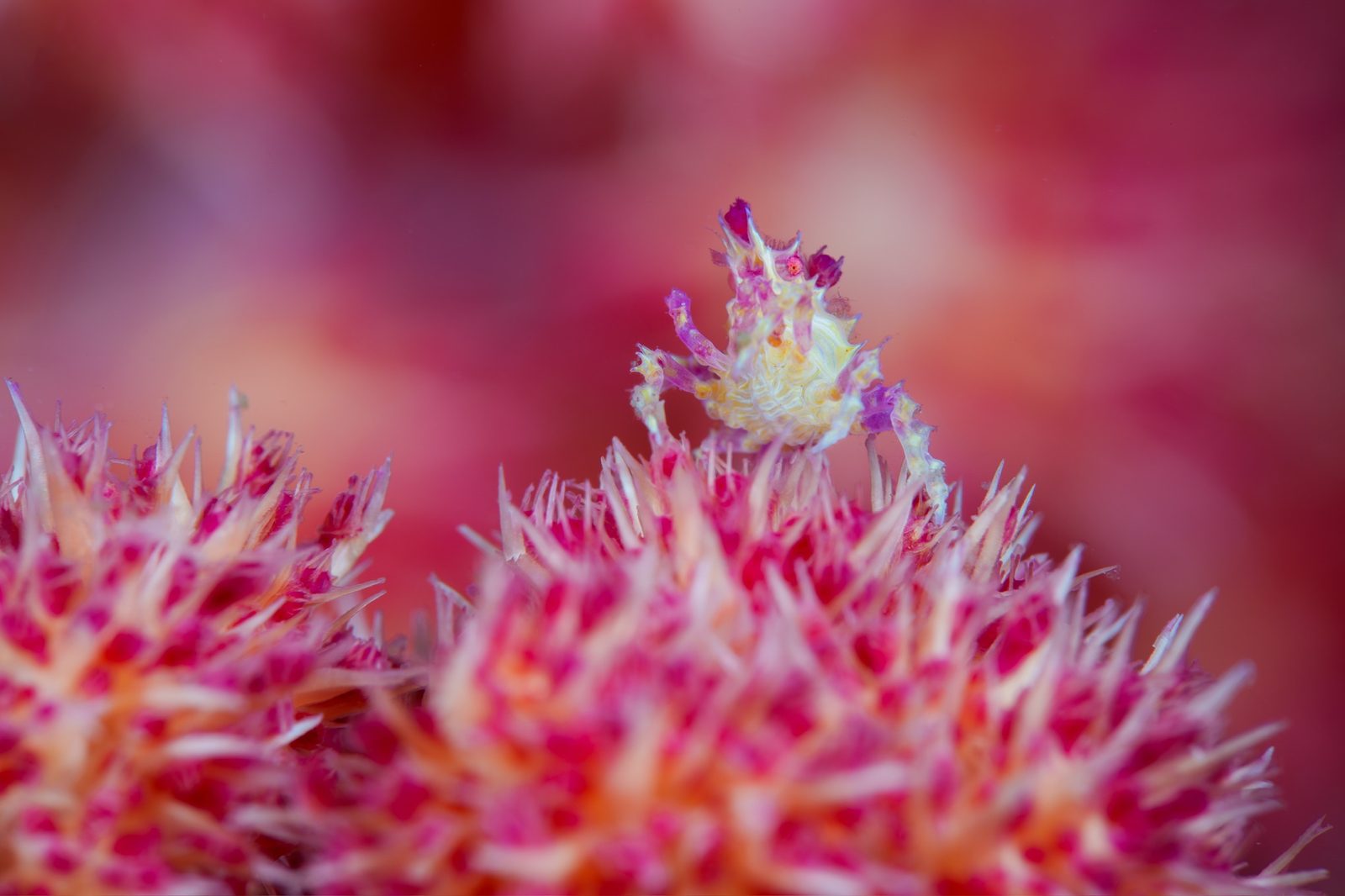 Frogfish, Up Close