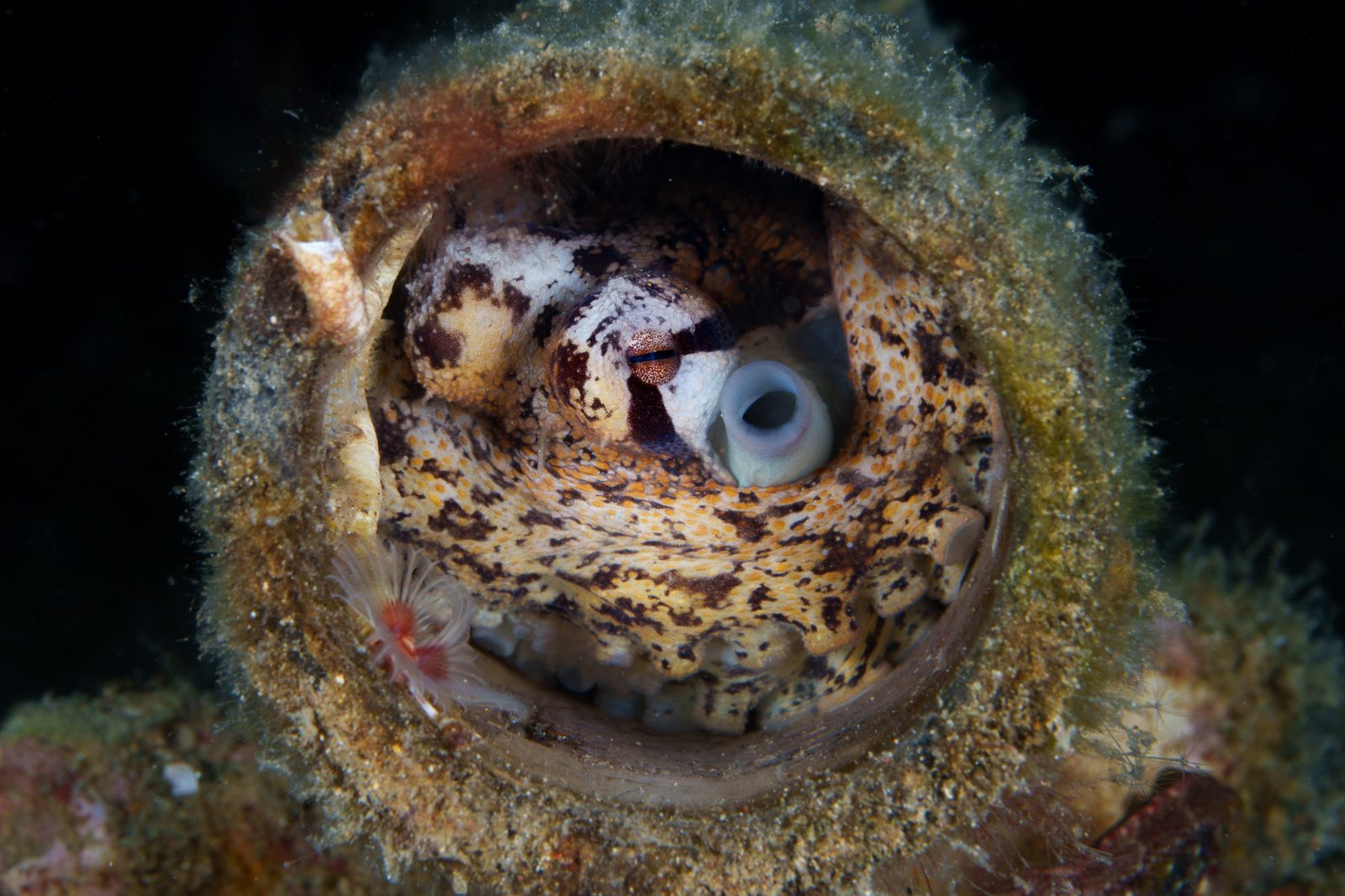 Crinoid Squat Lobster