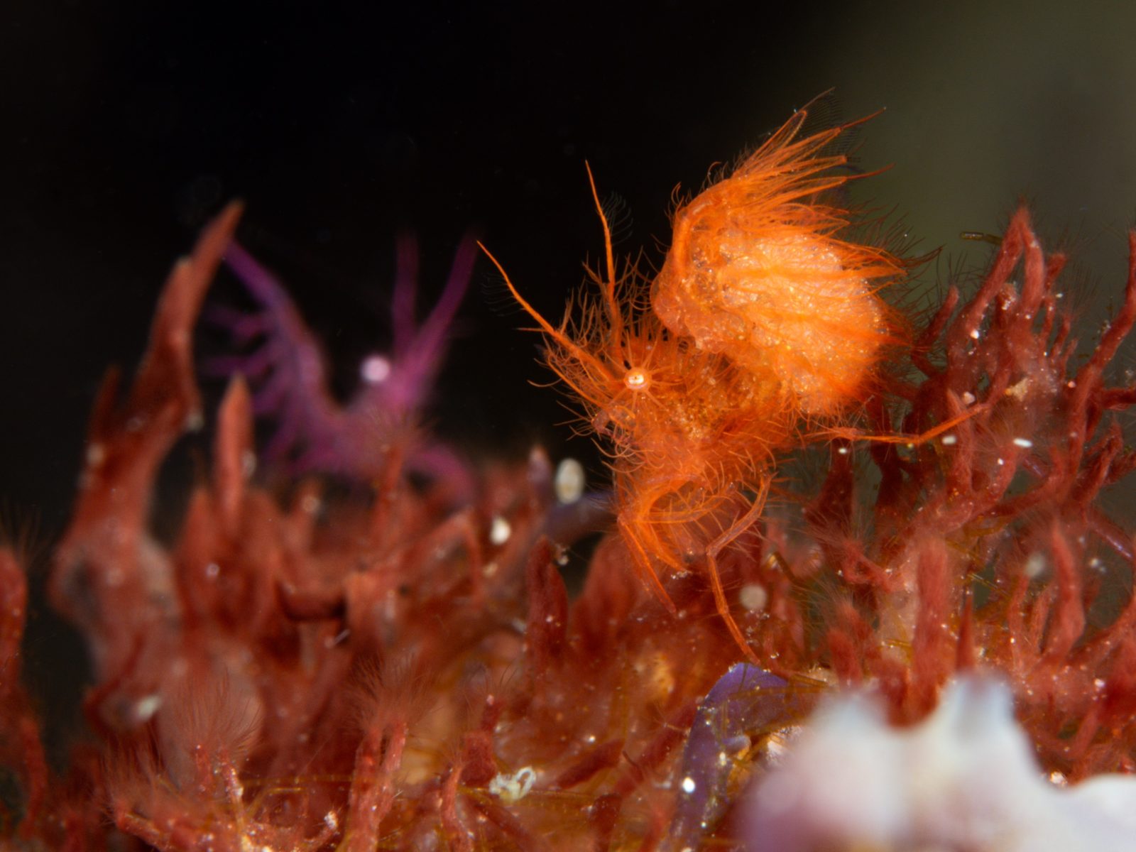 Frogfish & Fairy Lights