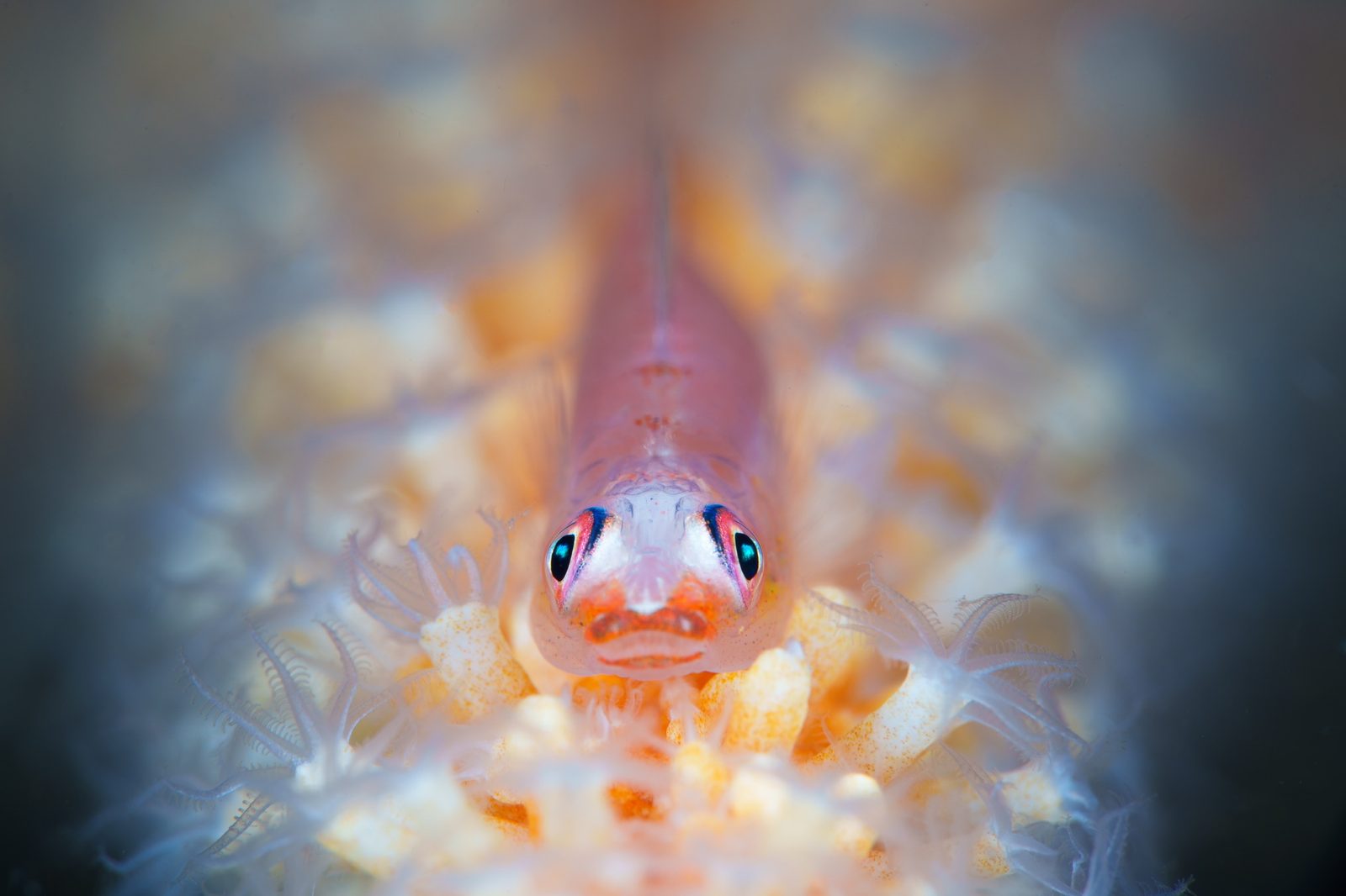Pygmy Seahorse