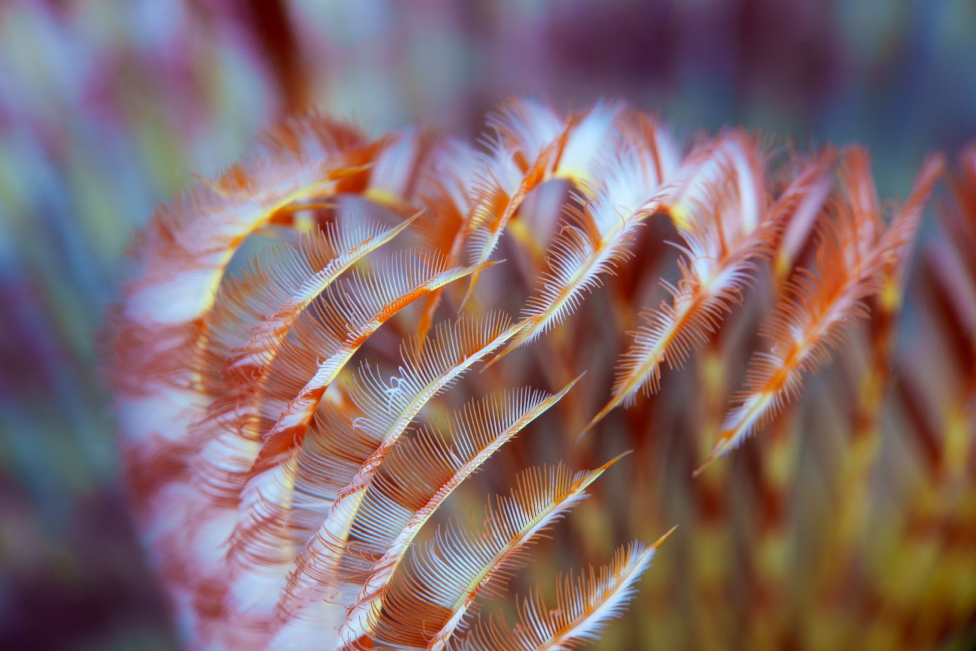 Hero slide 1 — underwater macro photograph