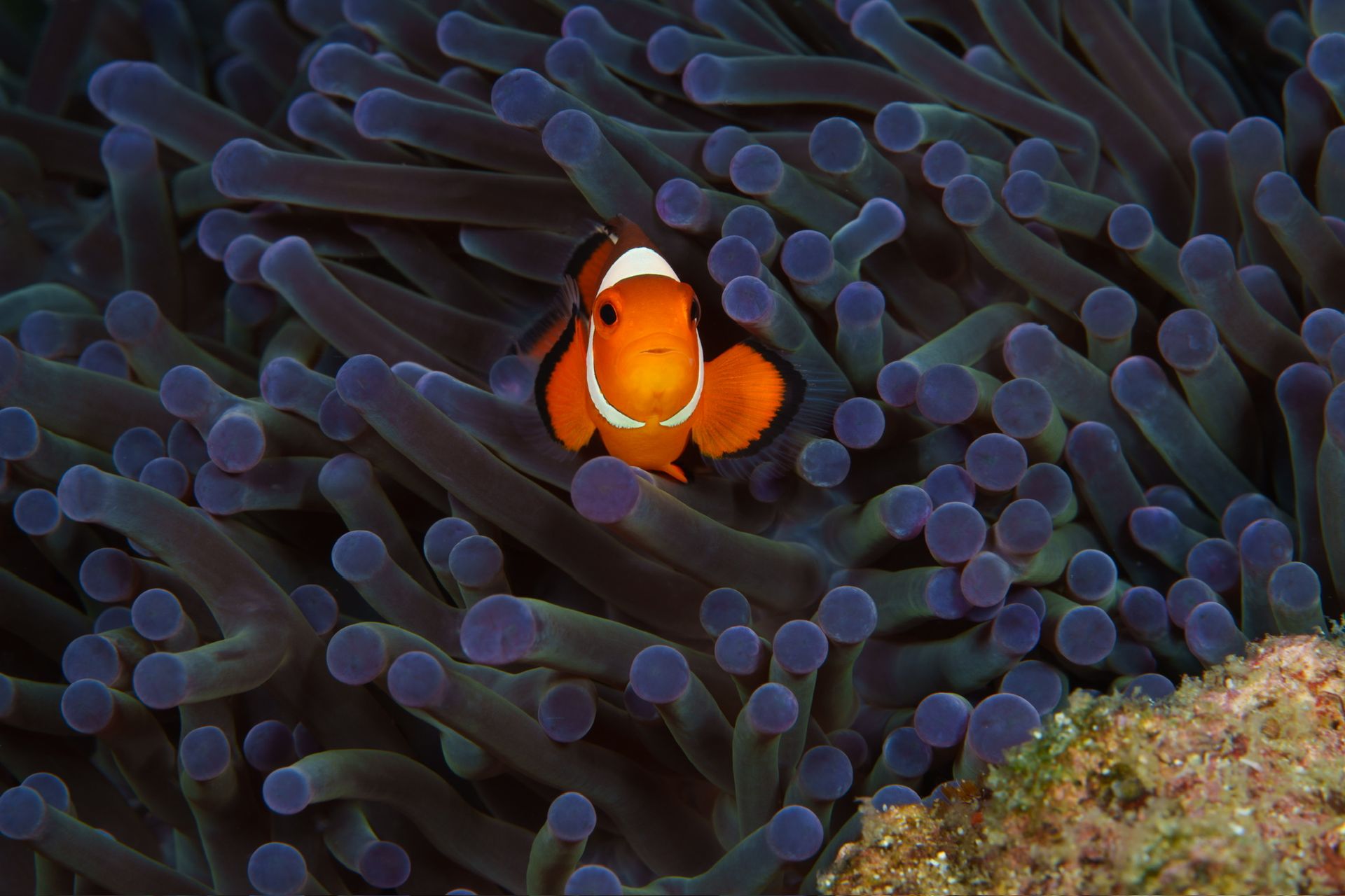 Hero slide 2 — underwater macro photograph