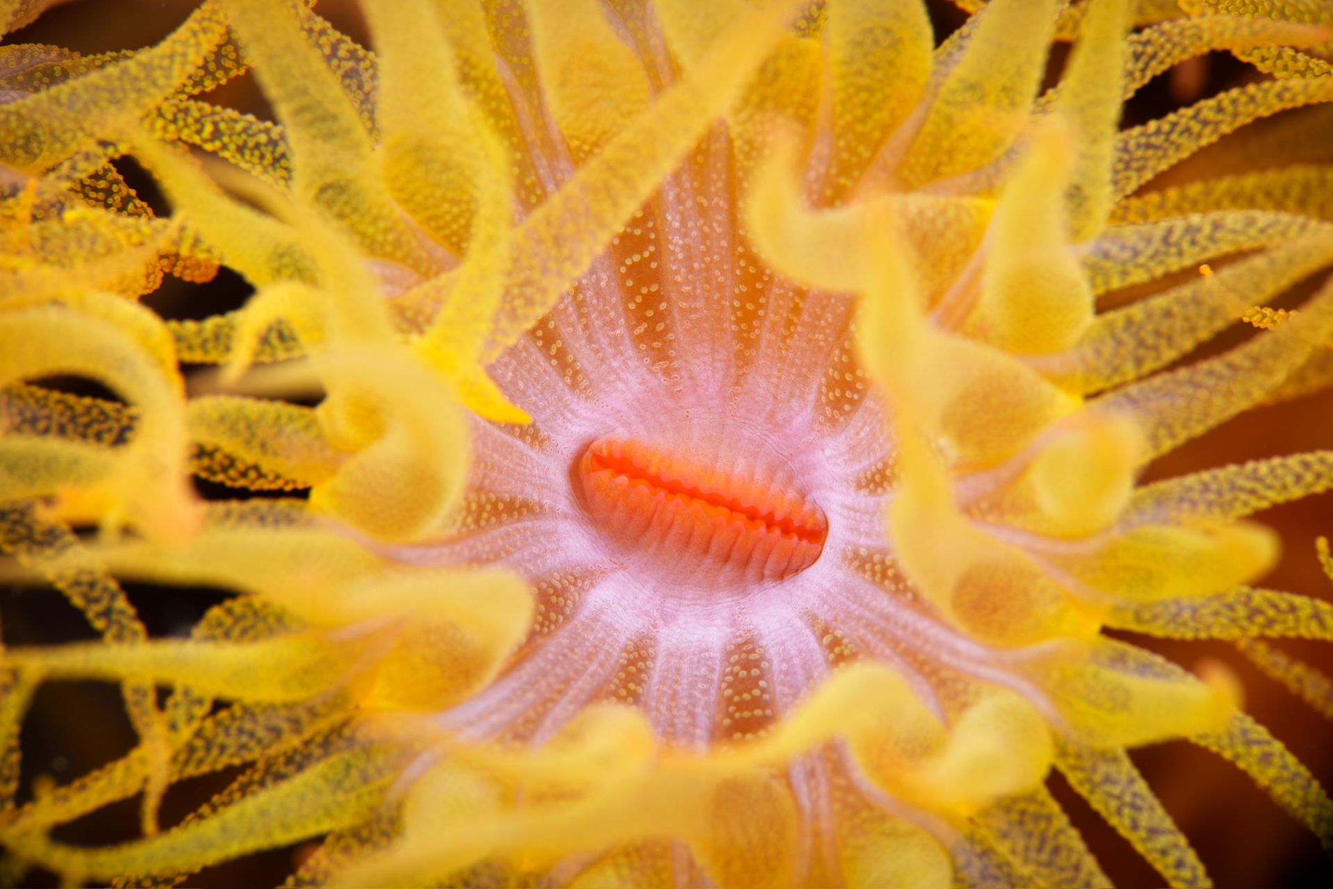 Hero slide 3 — underwater macro photograph