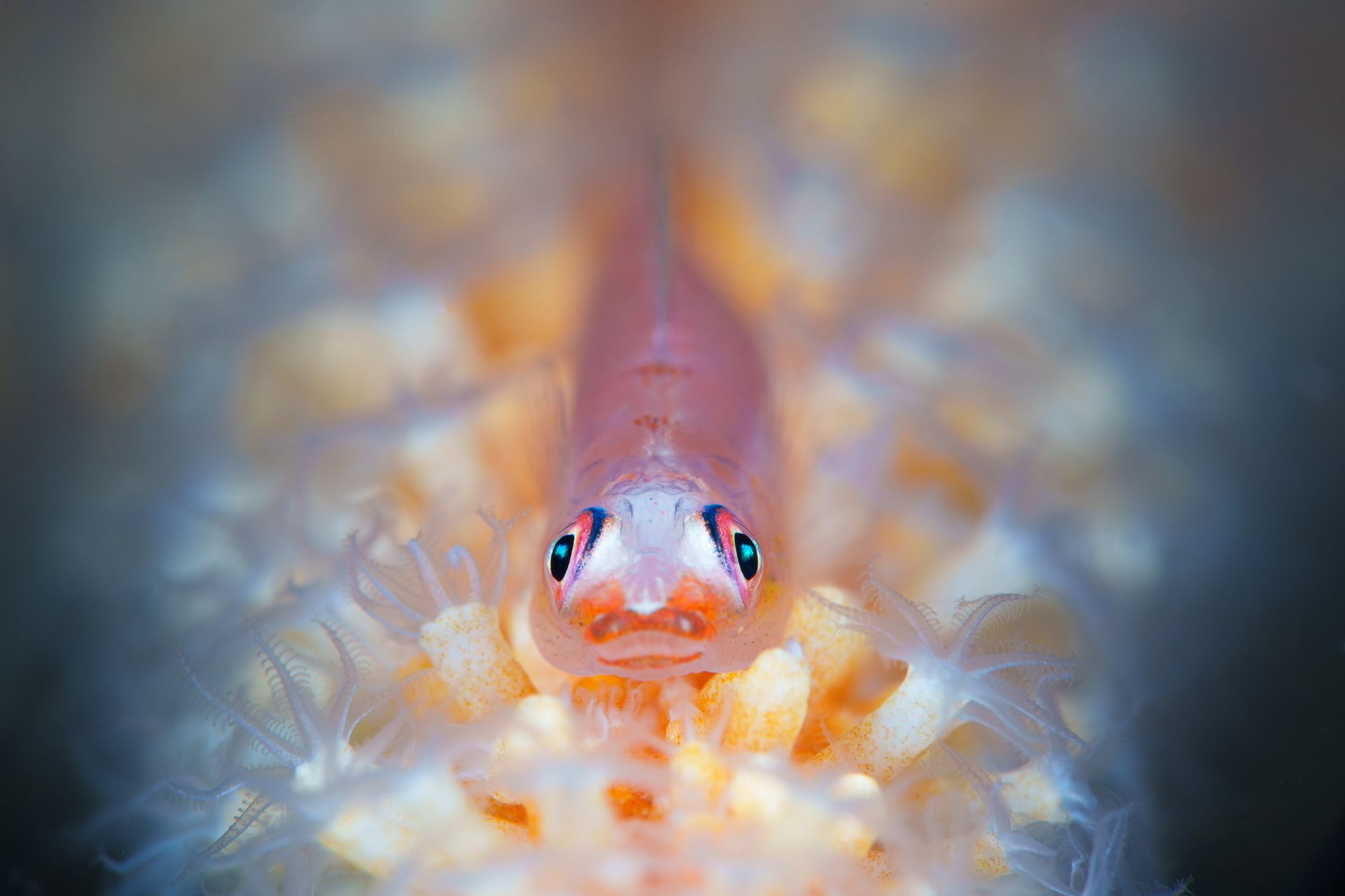 Hero slide 4 — underwater macro photograph