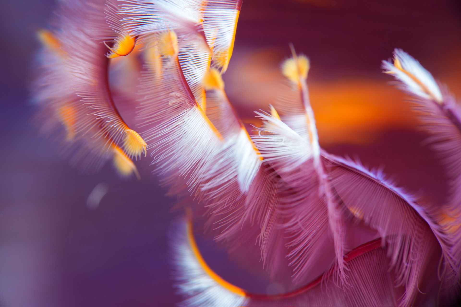 Hero slide 5 — underwater macro photograph