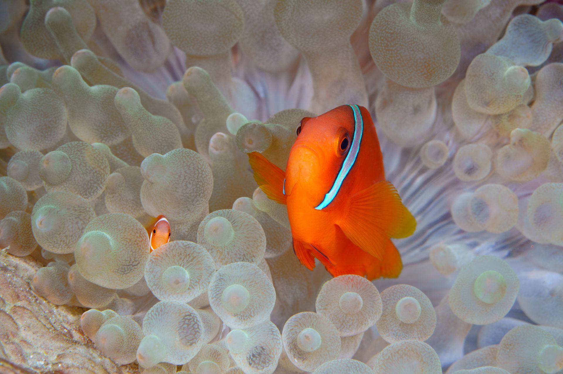 Hero slide 6 — underwater macro photograph