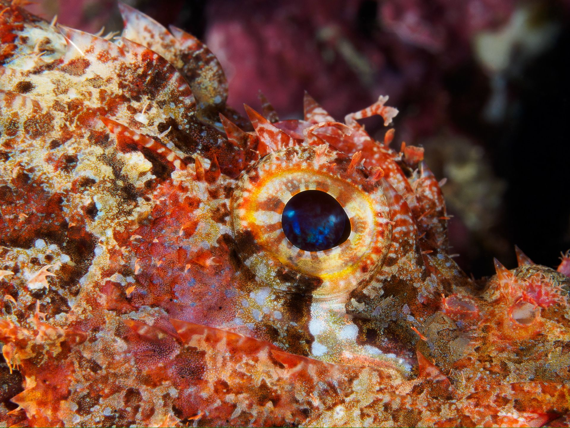 Hero slide 7 — underwater macro photograph