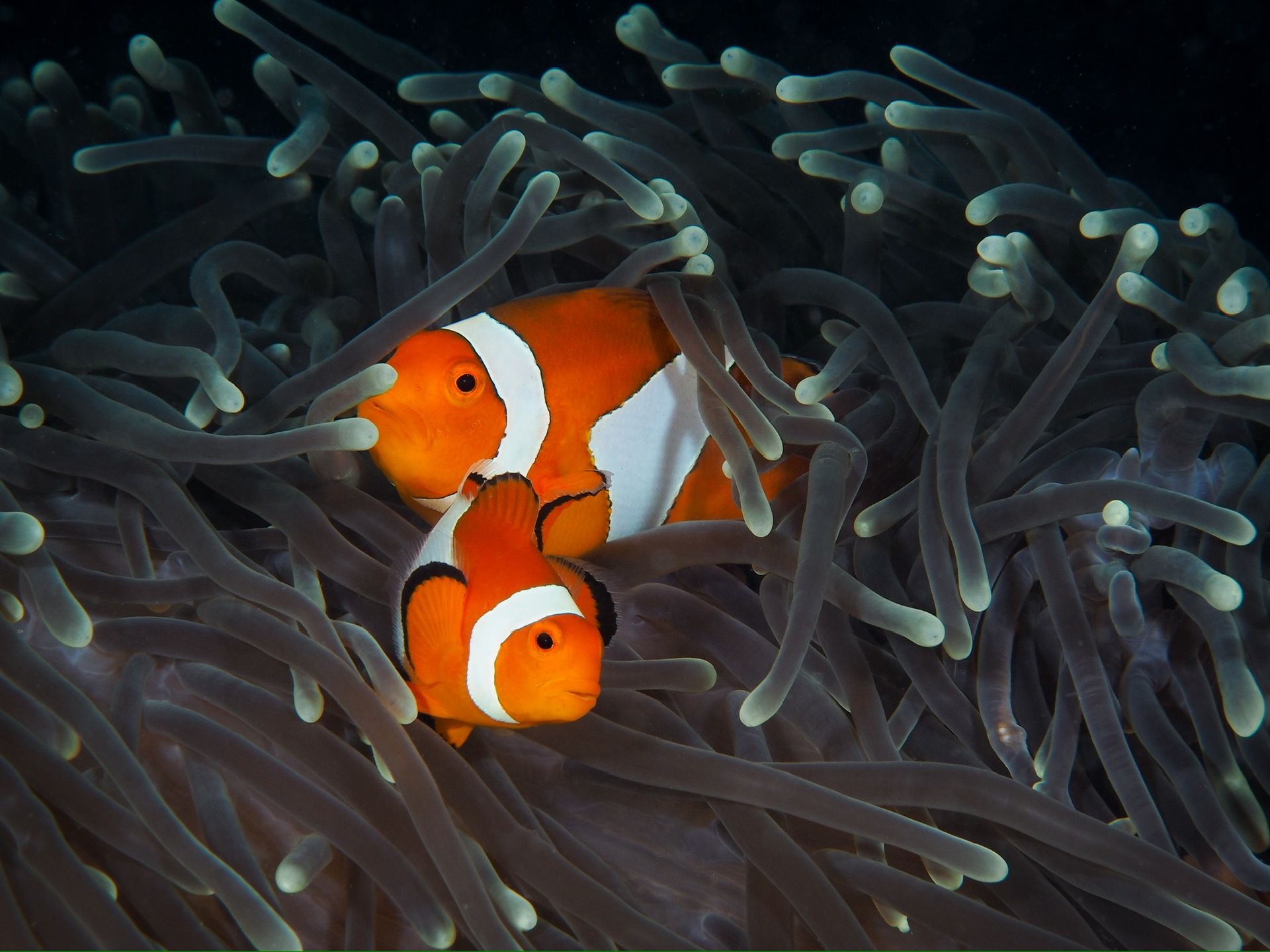 Hero slide 8 — underwater macro photograph