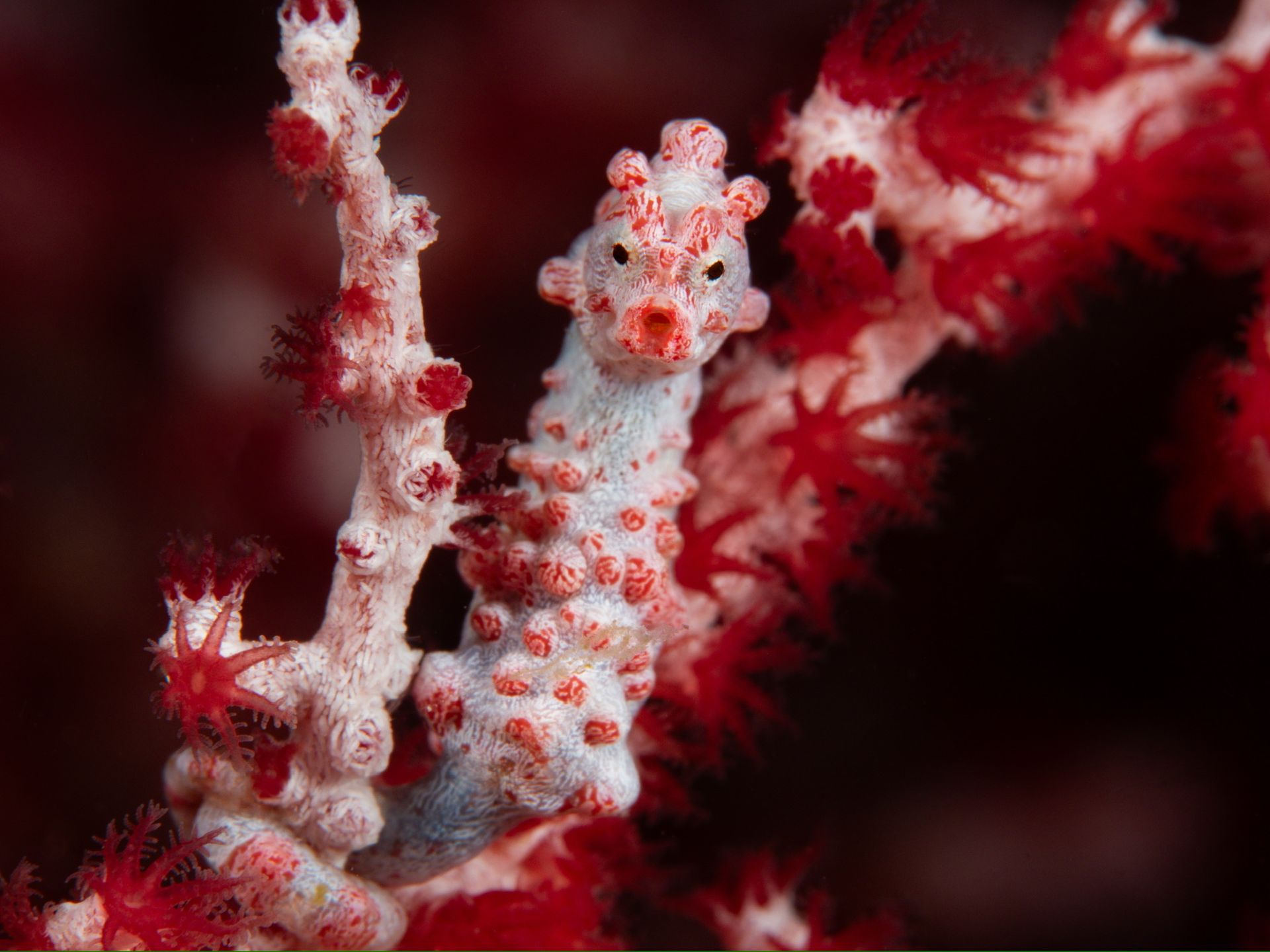 Hero slide 9 — underwater macro photograph