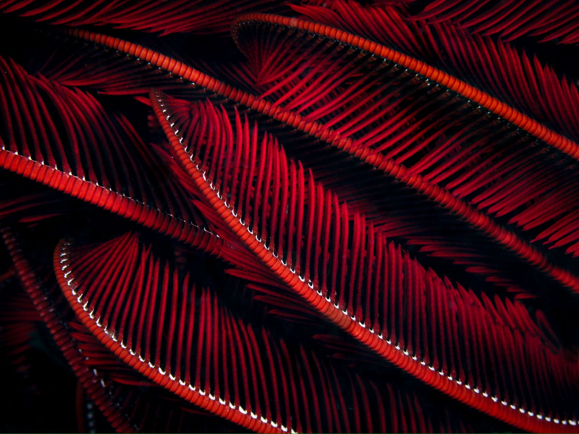 Hero slide 10 — underwater macro photograph