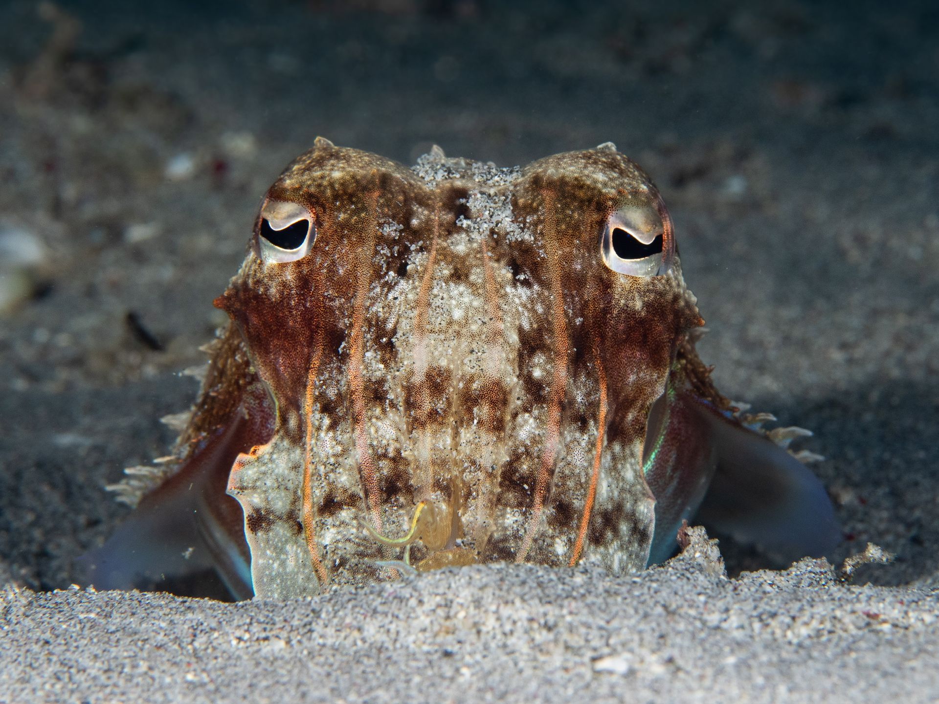 Hero slide 11 — underwater macro photograph