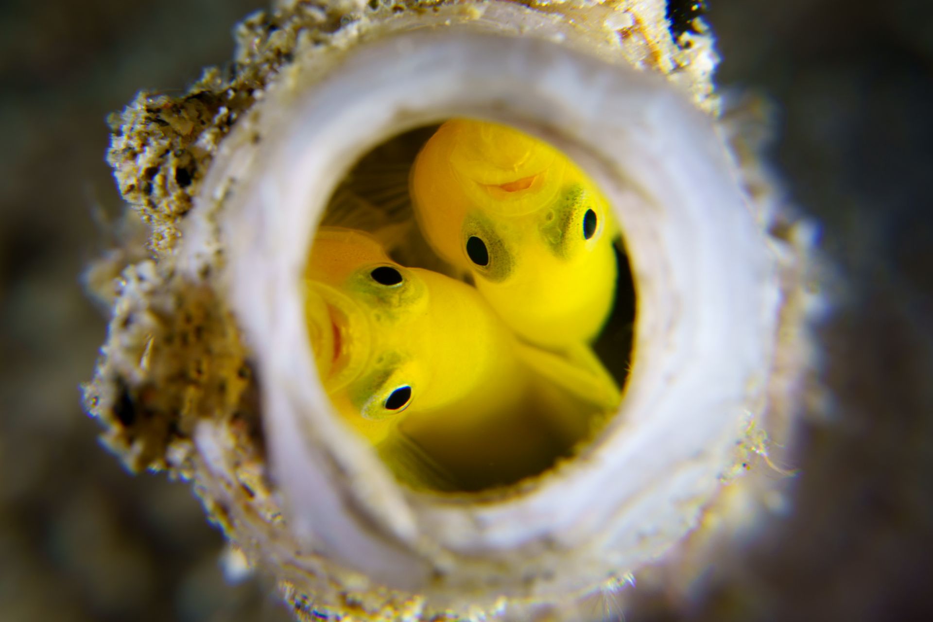 Hero slide 12 — underwater macro photograph