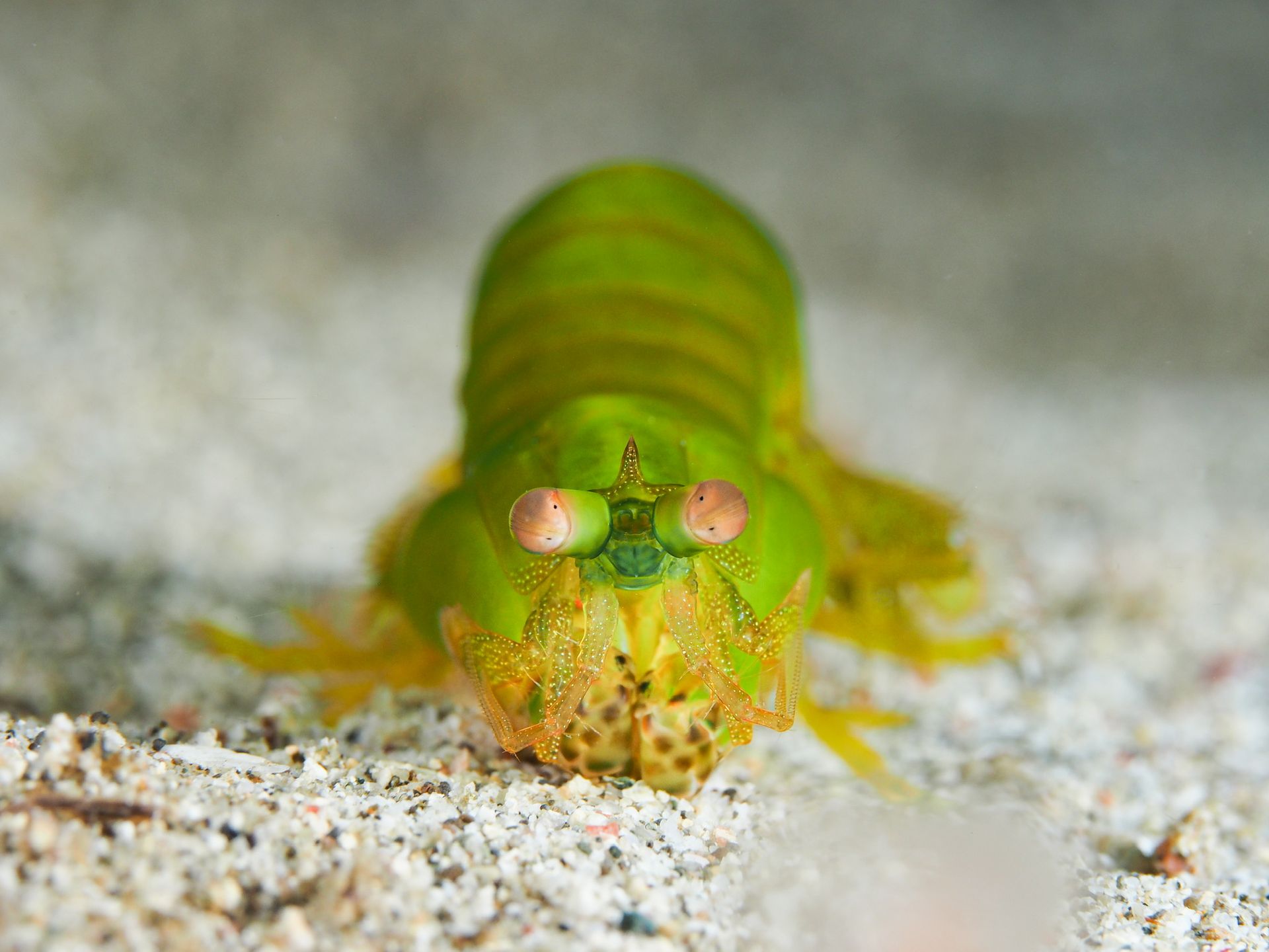 Hero slide 13 — underwater macro photograph