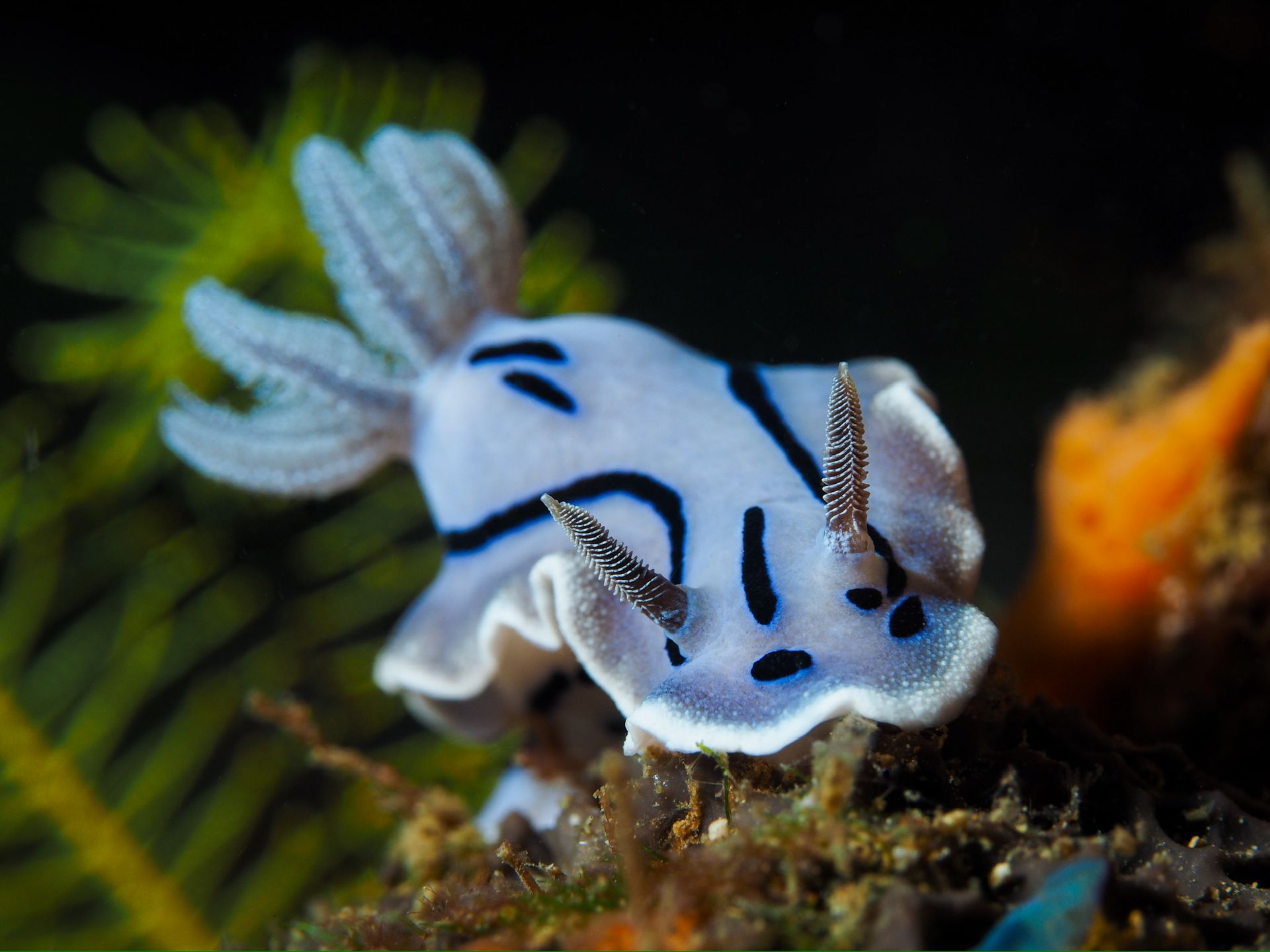 Hero slide 14 — underwater macro photograph