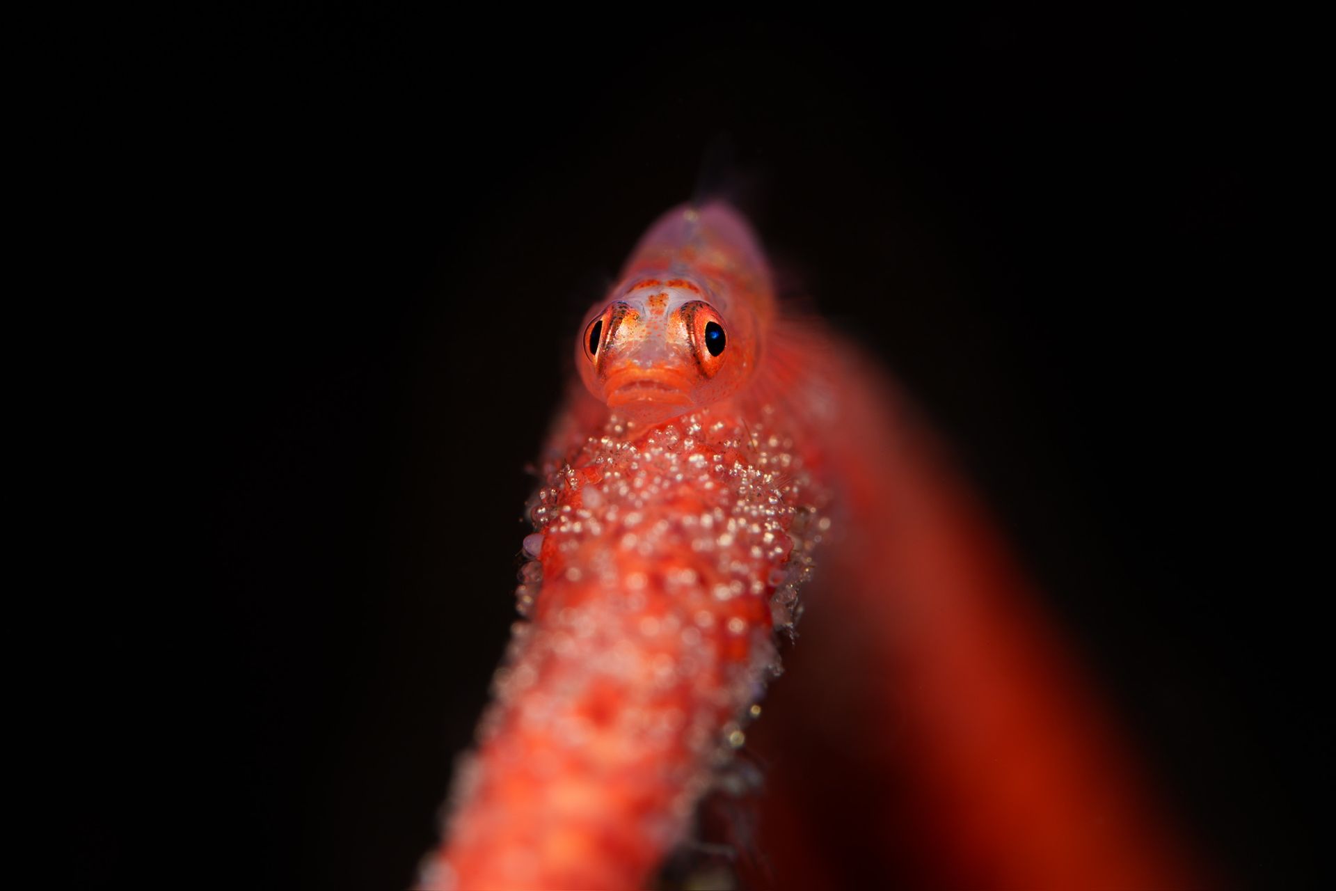 Hero slide 15 — underwater macro photograph