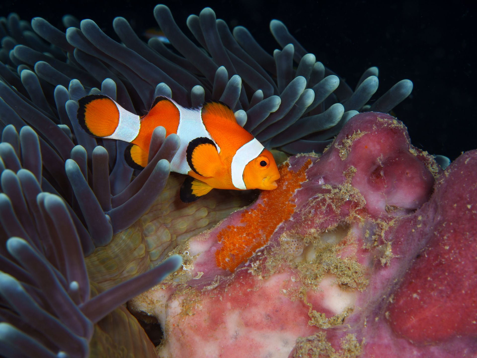 Hero slide 16 — underwater macro photograph