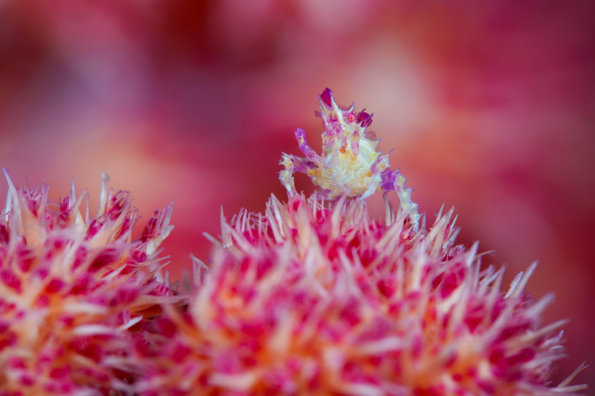 Hero slide 18 — underwater macro photograph