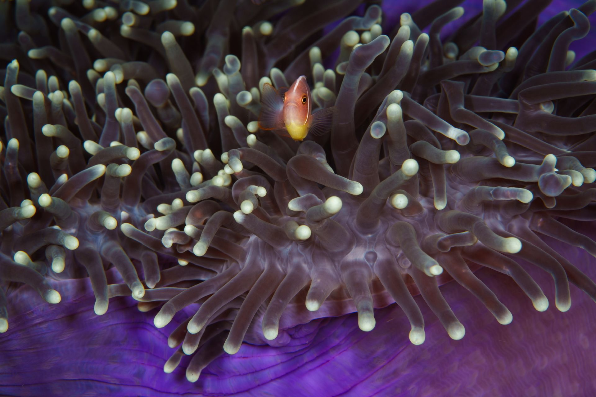 Hero slide 19 — underwater macro photograph
